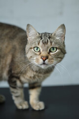 Female volunteer holding a stray cat in her arms. Kyiv, Ukraine. High quality photo