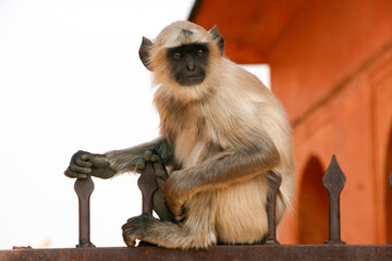 A portrait of single Gray Langur monkey sitting on a fence at Amber Fort, Jaipur, India