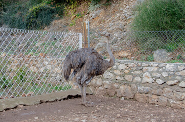 Ostrich or Common Ostrich (Struthio camelus) is one of large flightless birds native to Africa