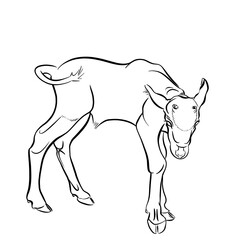 Line drawing at the zoo of addax calf 