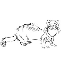 Line drawing at the zoo of ferret in the Mustelids
 family 