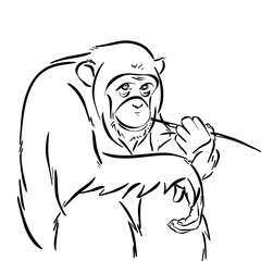 Line drawing at the zoo of chimpanzee 