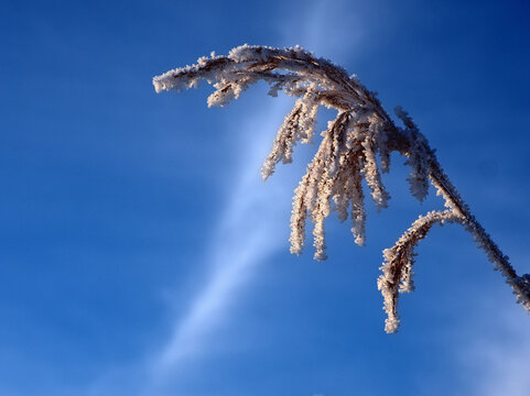 Raureif an einem Schilfhalm.