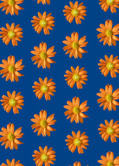 Creative seamless floral pattern made with fresh orange flowers against vibrant blue background. Flat lay. Spring, summer natural concept. 