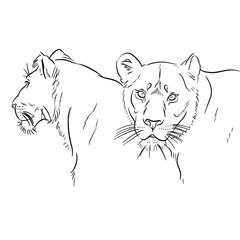 Line drawing at the zoo of lions