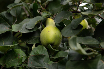 pear on the tree