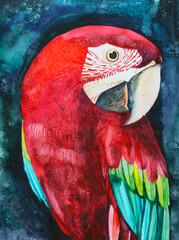 Watercolor illustration of a parrot bird. Tropical nature.