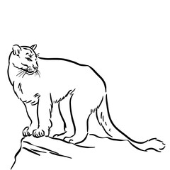 Line drawing at the zoo of Puma 
