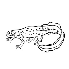 Line drawing at the zoo of salamander 