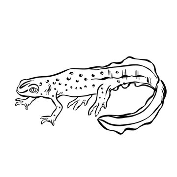 black and white newt drawing clip art preview