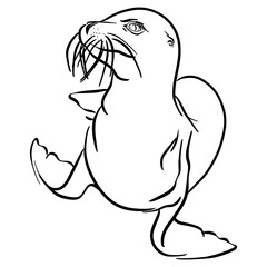 Line drawing at the zoo of pinniped 