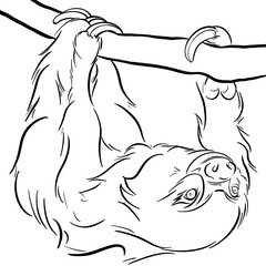 Line drawing at the zoo of sloth