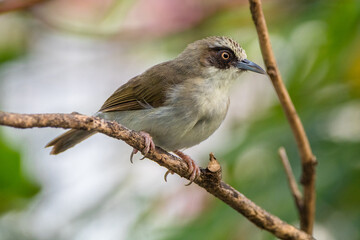 The thick-billed heleia (Heleia crassirostris), also known as the Flores white-eye