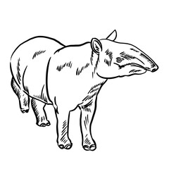 Fototapeta premium Line drawing at the zoo of tapir 