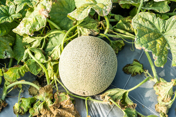 Close-up of cantaloupes growing in farmland in Yunlin, Taiwan.