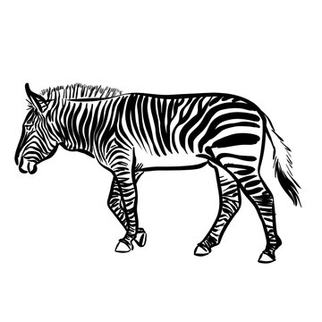 Line drawing at the zoo of zerba