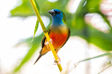 The pin-tailed parrotfinch (Erythrura prasina) is a common species of estrildid finch found in Southeast Asia
