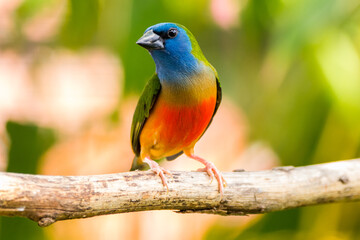 The pin-tailed parrotfinch (Erythrura prasina) is a common species of estrildid finch found in Southeast Asia