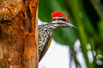 The common flameback (Dinopium javanense), also referred to as the common goldenback