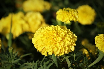 yellow flowers in the garden