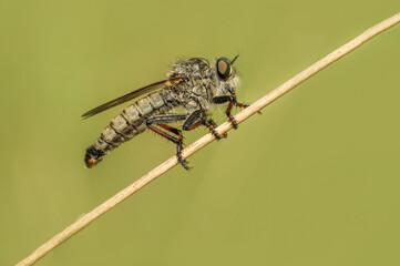 Piękna złota muchówka na zielonej łące