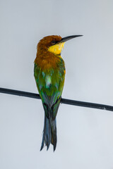 The chestnut-headed bee-eater (Merops leschenaulti), or bay-headed bee-eater