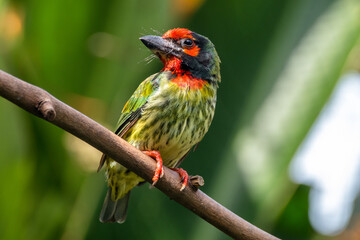 The coppersmith barbet (Psilopogon haemacephalus), also called crimson-breasted barbet and coppersmith