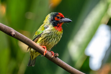 The coppersmith barbet (Psilopogon haemacephalus), also called crimson-breasted barbet and coppersmith