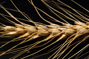 Wheat ears detail. Cereals for backery, flour production