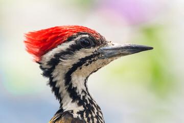 The common flameback (Dinopium javanense), also referred to as the common goldenback
