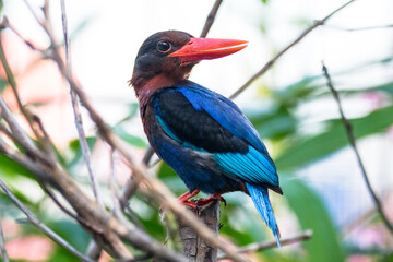 The Javan kingfisher (Halcyon cyanoventris)