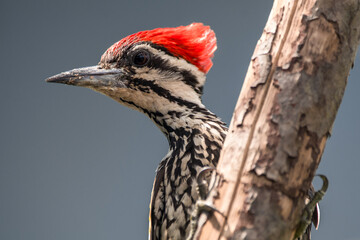 The common flameback (Dinopium javanense), also referred to as the common goldenback