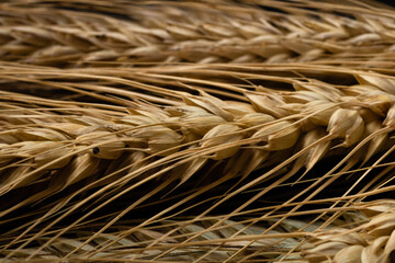 Wheat ears detail. Cereals for backery, flour production