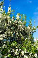 Spring time, blossom trees in the garden