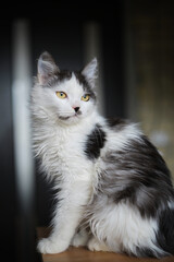 Female volunteer holding a stray cat in her arms. Kyiv, Ukraine. High quality photo
