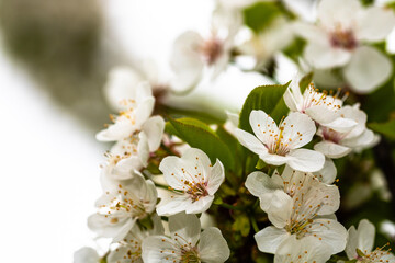 Fototapeta premium Spring flowering trees with white flowers in the garden. Spring background and blossom tree