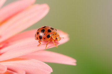 Coccinellidae is a widespread family of small beetles. They are commonly known as ladybugs