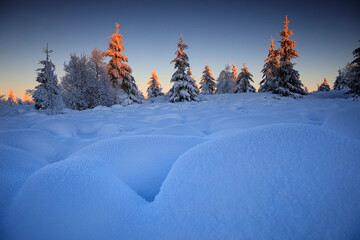 red sunrise light on top of spruce trees in snow