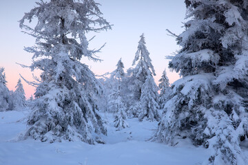 spruce trees in snowy landscape in dusk