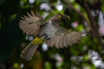 The sooty-headed bulbul (Pycnonotus aurigaster)