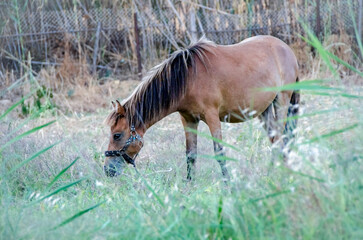 Brown Horse grazing in the fields. Farm animals.
