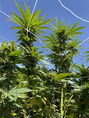 Up Close View Under The Hemp Canopy Plants Are Peaking Through Trellis, Sky Blue Background