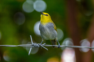 Yellow-ringed White-eye (Zosterops wallacei)