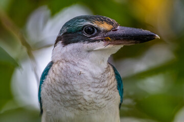 The collared kingfisher (Todiramphus chloris)