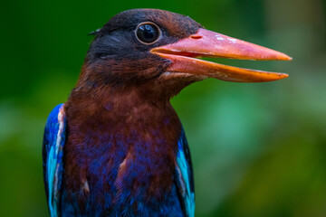 The Javan kingfisher (Halcyon cyanoventris)