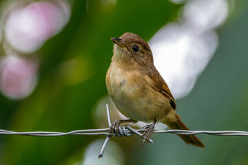 Fototapeta premium The Javan fulvetta (Alcippe pyrrhoptera)