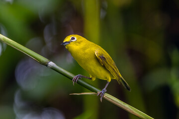 The Indian white-eye (Zosterops palpebrosus)