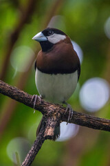 The Timor sparrow (Padda fuscata), also known as Timor dusky sparrow