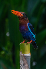 The Javan kingfisher (Halcyon cyanoventris)