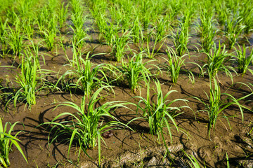 Close-up of rice seedlings growing on the fields in Meinong, Kaohsiung, Taiwan.
